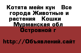 Котята мейн кун - Все города Животные и растения » Кошки   . Мурманская обл.,Островной г.